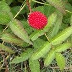 Rubus illecebrosus fruit picture by Marion Guignot (cc-by-sa)