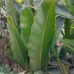 Heliconia rostrata leaf picture by TANIA LORENZA OJEDA LOPEZ MESTAS (cc-by-sa)