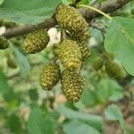 Alnus glutinosa fruit picture by etienne2c (cc-by-sa)