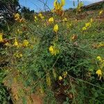 Crotalaria laburnifolia habit picture by susan brown (cc-by-sa)