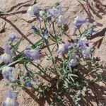 Linaria laxiflora habit picture by Daoudi Belkacem (cc-by-sa)