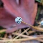 Eriocaulon aquaticum fruit picture by Vicki Brown (cc-by-sa)