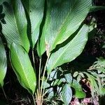 Curcuma longa habit picture by Dieter Albrecht (cc-by-sa)