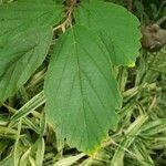 Hamamelis virginiana leaf picture by William Coville (cc-by-sa)