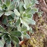 Saxifraga paniculata leaf picture by Gabriel Ollivier (cc-by-sa)