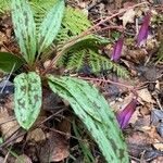 Erythronium dens-canis habit picture by Collados Ana (cc-by-sa)