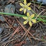 Triteleia ixioides flower picture by John John Hardham (cc-by-sa)