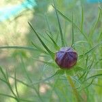 Cosmos bipinnatus fruit picture by Yoan MARTIN (cc-by-sa)