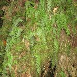 Hymenophyllum pectinatum habit picture by Daniel Barthelemy (cc-by-nc)