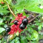 Rauvolfia serpentina fruit picture by Chandru Chawla (cc-by-sa)