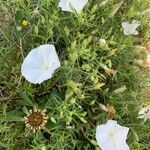 Convolvulus valentinus flower picture by Domingo Calabuig Jordi (cc-by-sa)