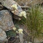 Saxifraga paniculata habit picture by Denis Bastianelli (cc-by-sa)