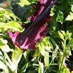 Dracunculus vulgaris flower picture by Sue Germain (cc-by-sa)