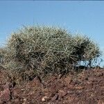 Ephedra funerea habit picture by Daniel Barthelemy (cc-by-nc)