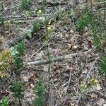 Hieracium laevigatum habit picture by Alain Bigou (cc-by-sa)