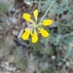 Coronilla juncea flower picture by Jean-Paul Cavalieri (cc-by-sa)