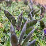 Lupinus microphyllus fruit picture by Fabien Anthelme (cc-by-sa)