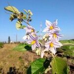 Solanum paniculatum flower picture by JP Corrêa Carvalho (cc-by-sa)