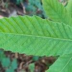 Castanea sativa leaf picture by robert jordan (cc-by-sa)