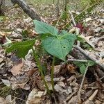 Trillium erectum habit picture by Matthias Foellmer (cc-by-sa)