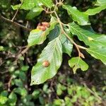 Fagus sylvatica leaf picture by Pierangelo (cc-by-sa)