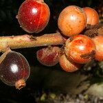 Renealmia alpinia fruit picture by Nelson Zamora Villalobos (cc-by-nc)