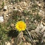 Taraxacum obovatum flower picture by Aitor Verdejo (cc-by-sa)