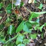 Fragaria vesca habit picture by Anne de Rivaz (cc-by-sa)