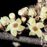 Eriotheca globosa flower picture by Daniel Barthelemy (cc-by-nc)