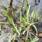 Sagittaria graminea leaf picture by William Coville (cc-by-sa)