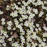 Saxifraga cespitosa flower picture by Hosseini Amjad (cc-by-sa)