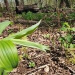 Polygonatum pubescens flower picture by Margaret Rogers (cc-by-sa)