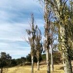 Populus alba habit picture by Maise Carreras (cc-by-sa)