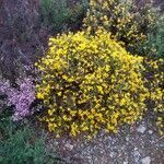 Genista tridentata habit picture by luis vicente (cc-by-sa)