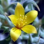 Mentzelia torreyi flower picture by Jack Pommer (cc-by-sa)