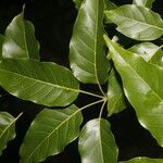 Handroanthus guayacan leaf picture by Nelson Zamora Villalobos (cc-by-nc)