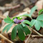 Corydalis pumila flower picture by Emanuele Santarelli (cc-by-sa)