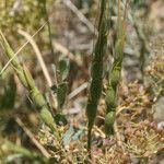 Aegilops crassa leaf picture by arlas (cc-by-sa)