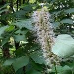 Aesculus parviflora flower picture by Meredith Norwood (cc-by-sa)