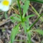 Viola arvensis leaf picture by Ornel Jokerrr83 (cc-by-sa)