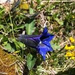 Gentiana alpina flower picture by Markus (cc-by-sa)