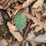 Tipularia discolor leaf picture by Wendy Derryberry (cc-by-sa)