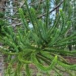 Araucaria luxurians leaf picture by PF HUET (cc-by-sa)