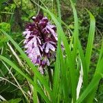 Orchis purpurea fruit picture by pascal thomine (cc-by-sa)