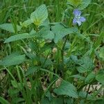 Viola elatior habit picture by Rossen Vassilev (cc-by-sa)