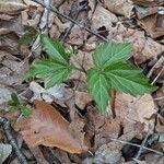 Cardamine diphylla leaf picture by Don Sadowsky (cc-by-sa)