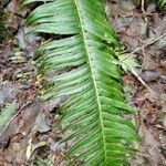 Polystichum munitum leaf picture by Emily Chow (cc-by-sa)