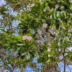 Tabebuia heterophylla leaf picture by Cha Pristi (cc-by-sa)