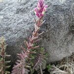 Neobartsia laniflora habit picture by Fabien Anthelme (cc-by-sa)