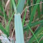 Achnatherum calamagrostis leaf picture by Pietro Brignoli (cc-by-sa)